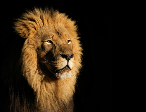 Fortune favors the brave … be bold