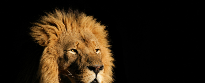 A male African lion looks into the distance.